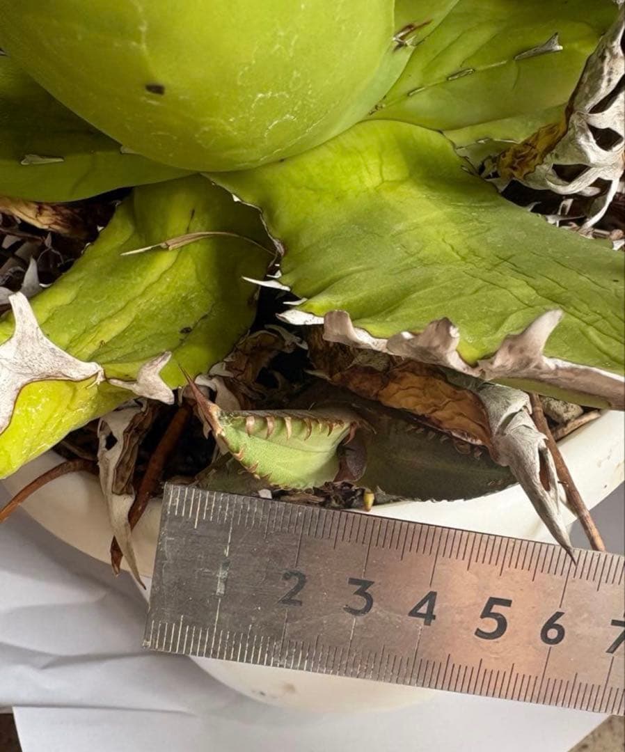 アガベ チタノタ オテロイ オアハカ fo076 子株 - メルカリ