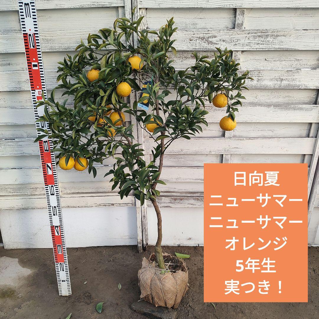 日向夏 ニューサマーオレンジ 5年生 苗木