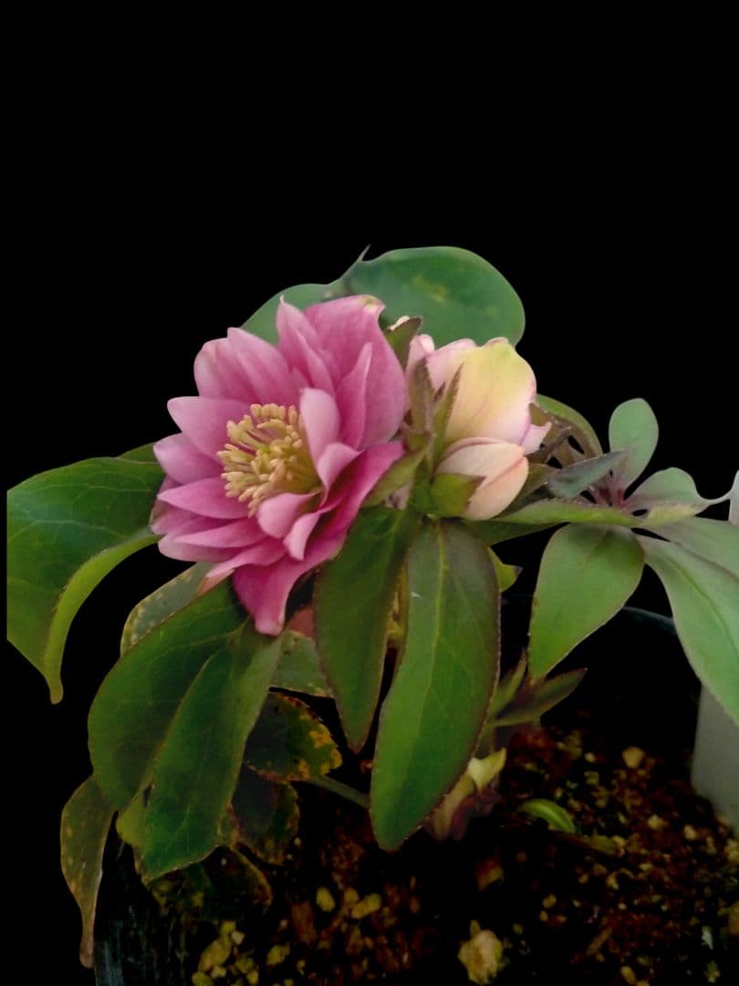 クリスマスローズ　ポーセリンdd　大木ナーセリー