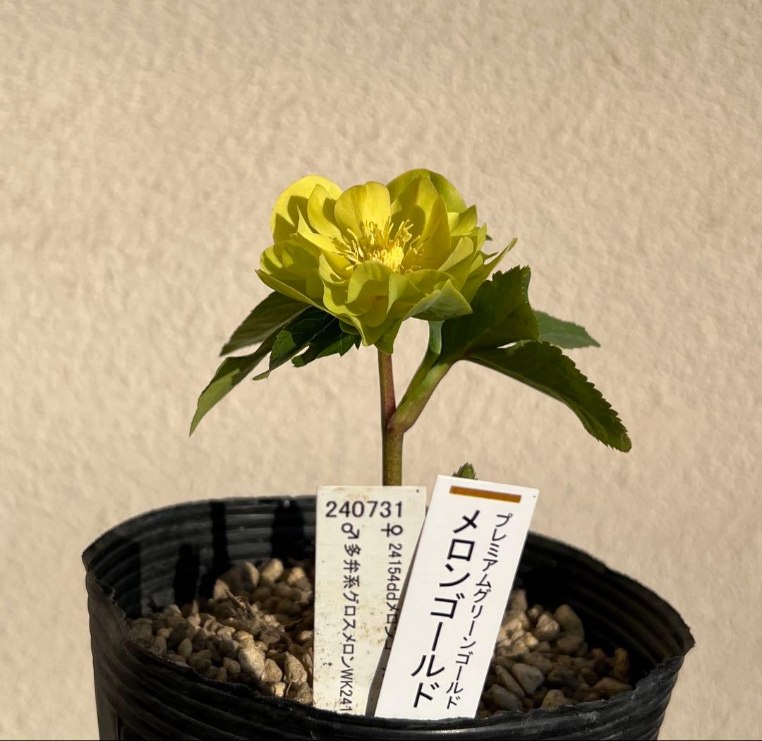 メロンゴールド 加藤農園 クリスマスローズ 開花株 - メルカリ