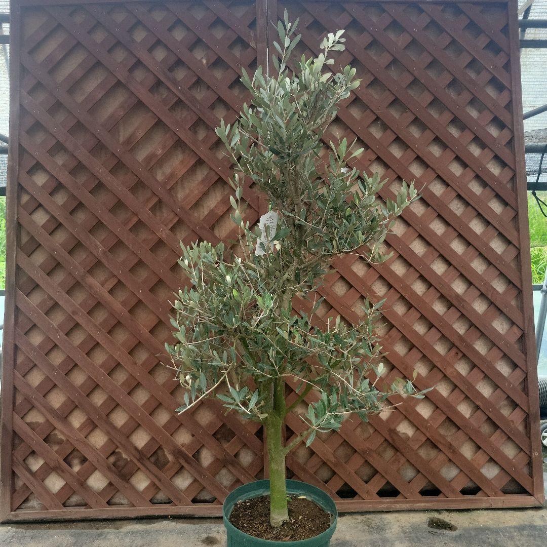 オリーブの木 ミッション