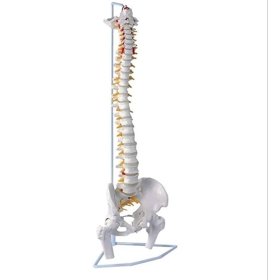 骨格模型　脊椎　背骨 Amazon.co.jp: Ynaioang 脊椎骨盤モデル 色付きの柔軟な脊椎解剖モデル
