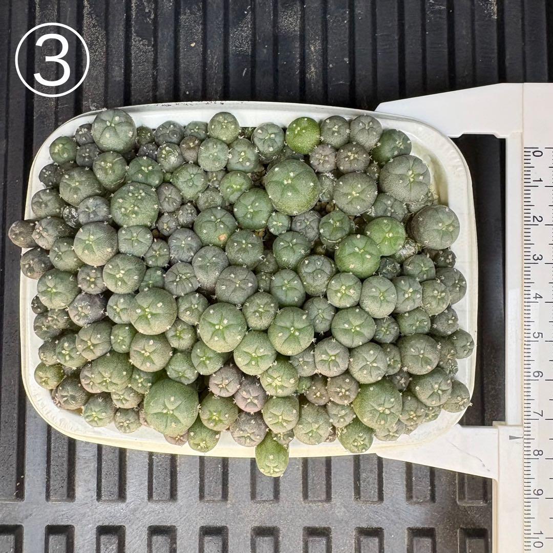 ★☆銀冠玉いろいろ③ 実生☆★ 銀冠玉綴化 収穫です。 ここから次の世代へ繋げます