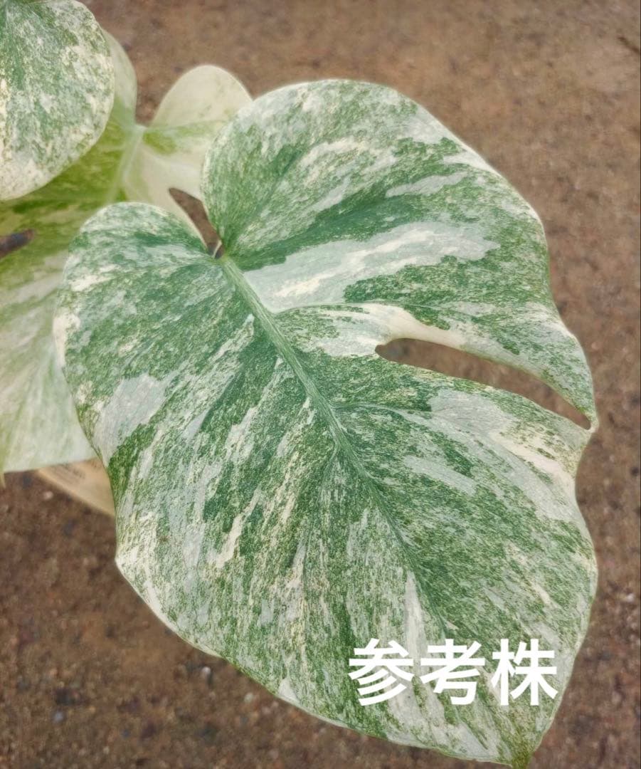 新春特価MonsteraLegacy モンステラ　レガシー 斑入り 散り斑TC株