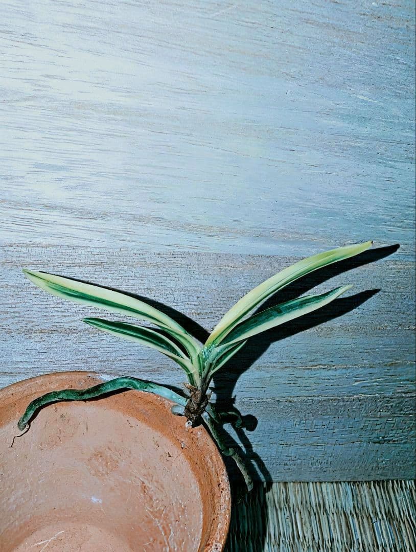 【迎春特別価格品】富貴蘭　Super白牡丹