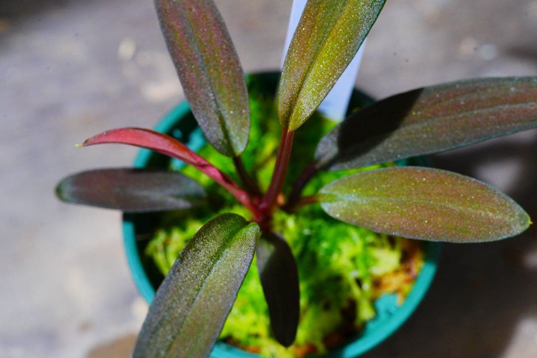 Homalomena HR6 【K0522-f3】