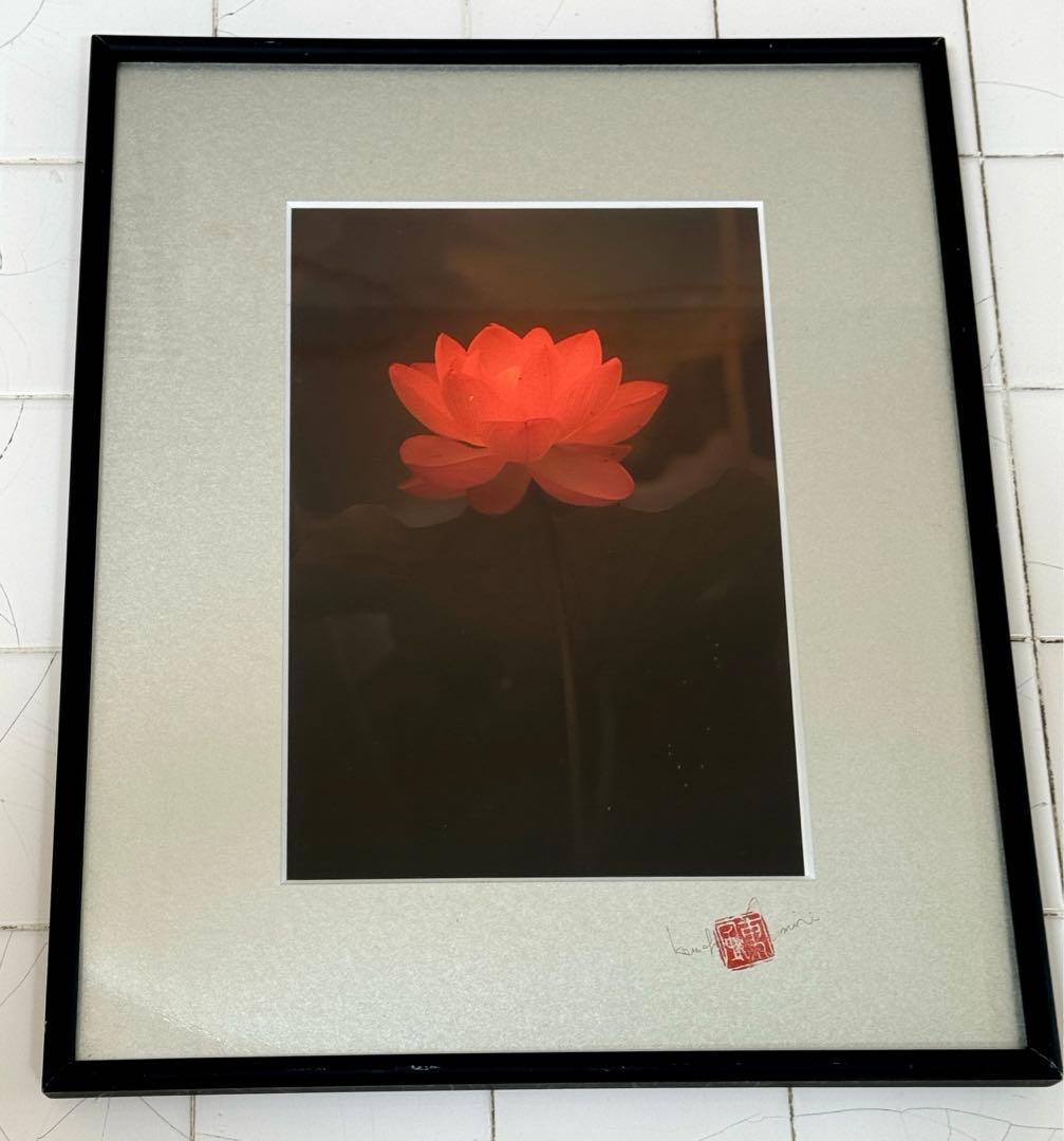 東風終（岩峰啓一）作品『蓮の花／Lotus flower』 不忍池 蓮の花 東京都台東区上野 - HIMATSUBUSHI