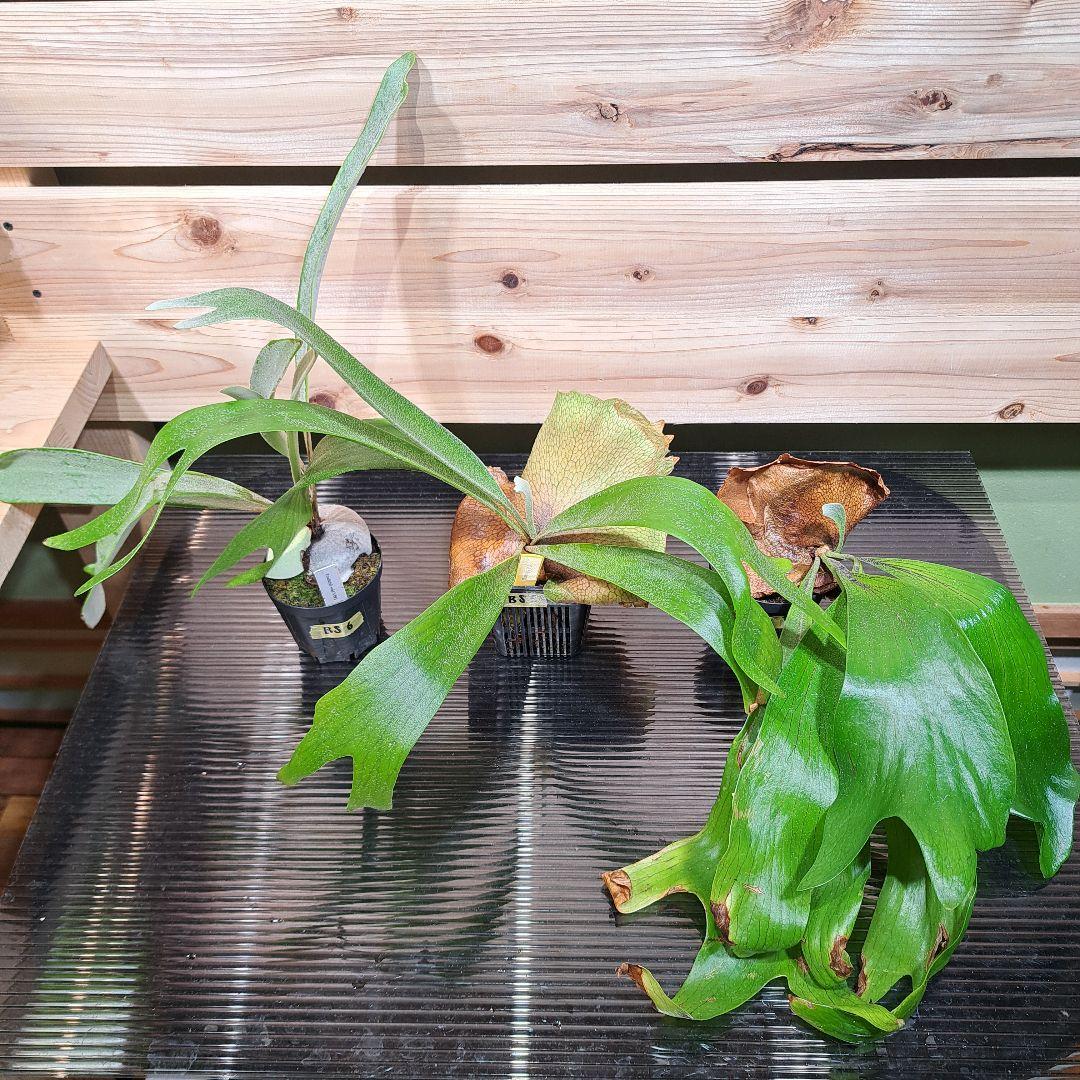 【915　リクエスト 2点 まとめ商品】