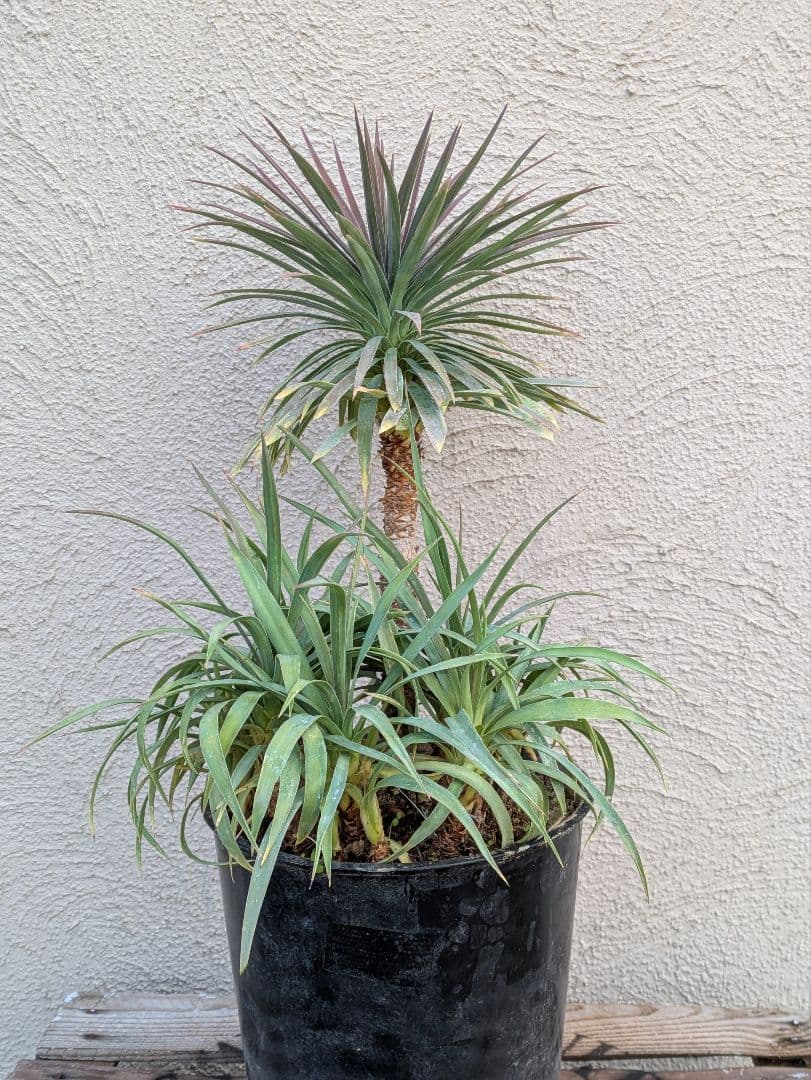 【コンパクトサイズ】ユッカ　デスメティアーナ子株付き7号鉢