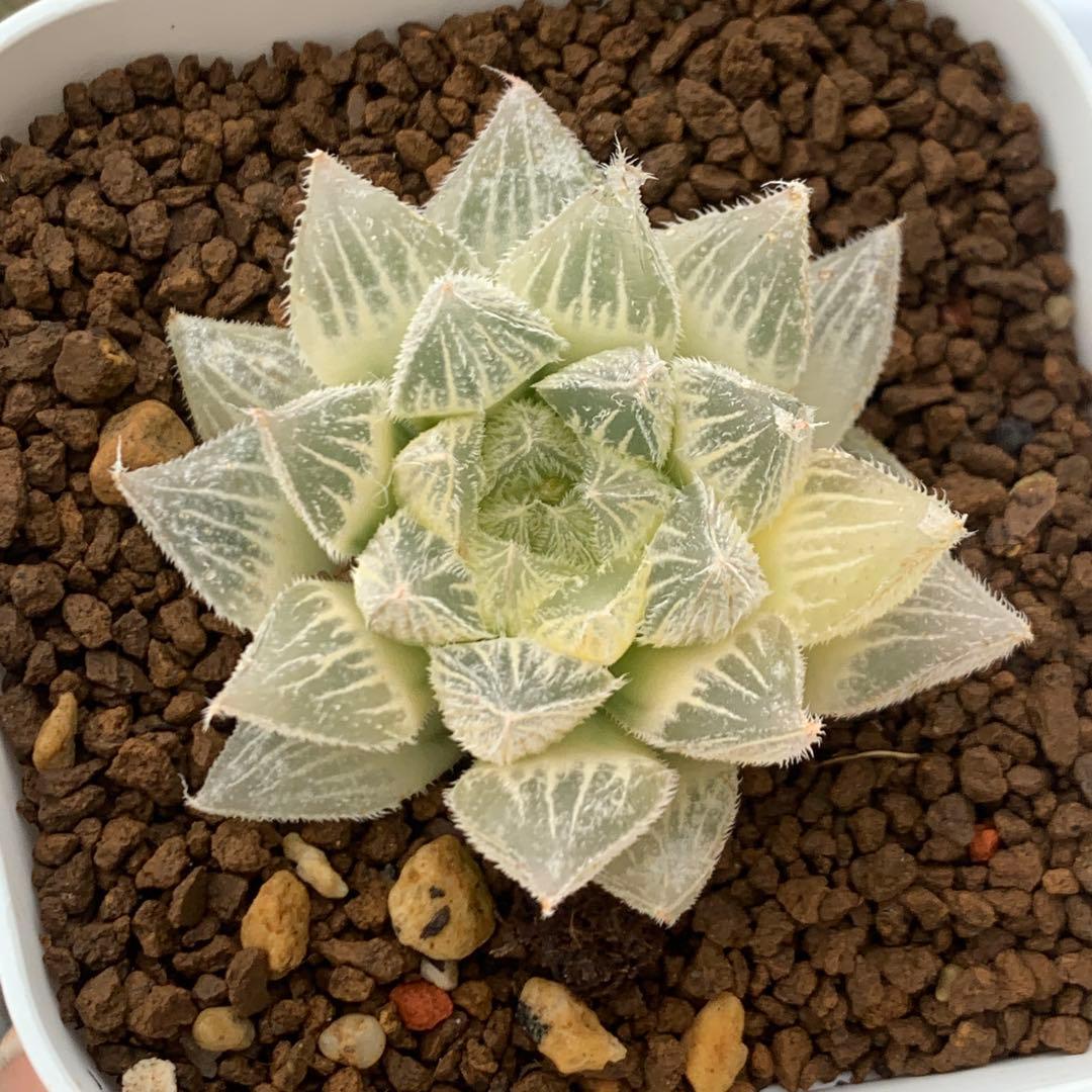 多肉植物 ハオルチア 氷天使糊斑 一品限り - メルカリ