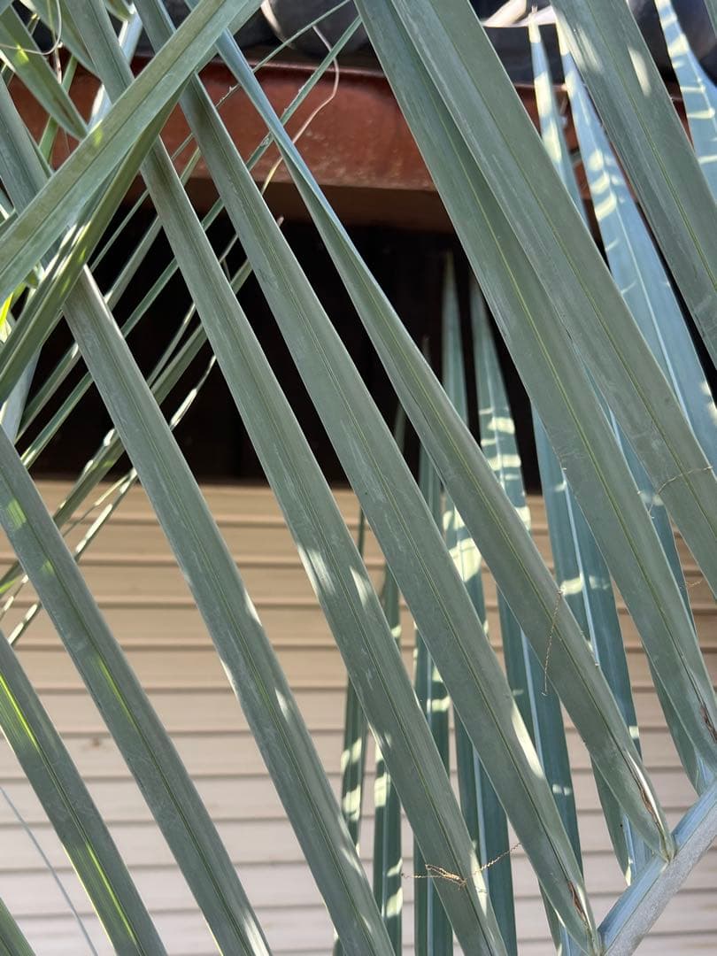 ココスヤシ 極上極太シルバーリーフ カルフォルニアスタイル 送料込み