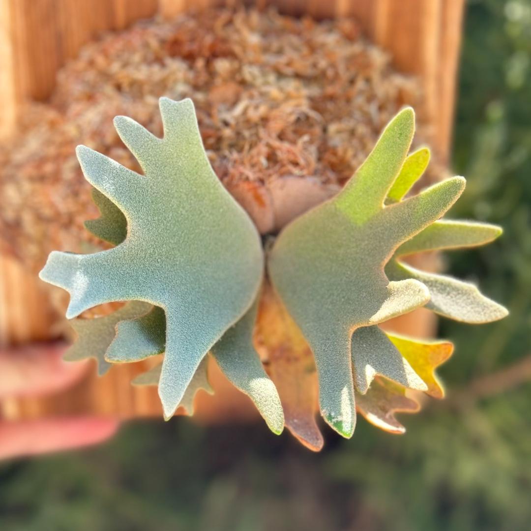 P.willinckii ’Nano’ spore 002