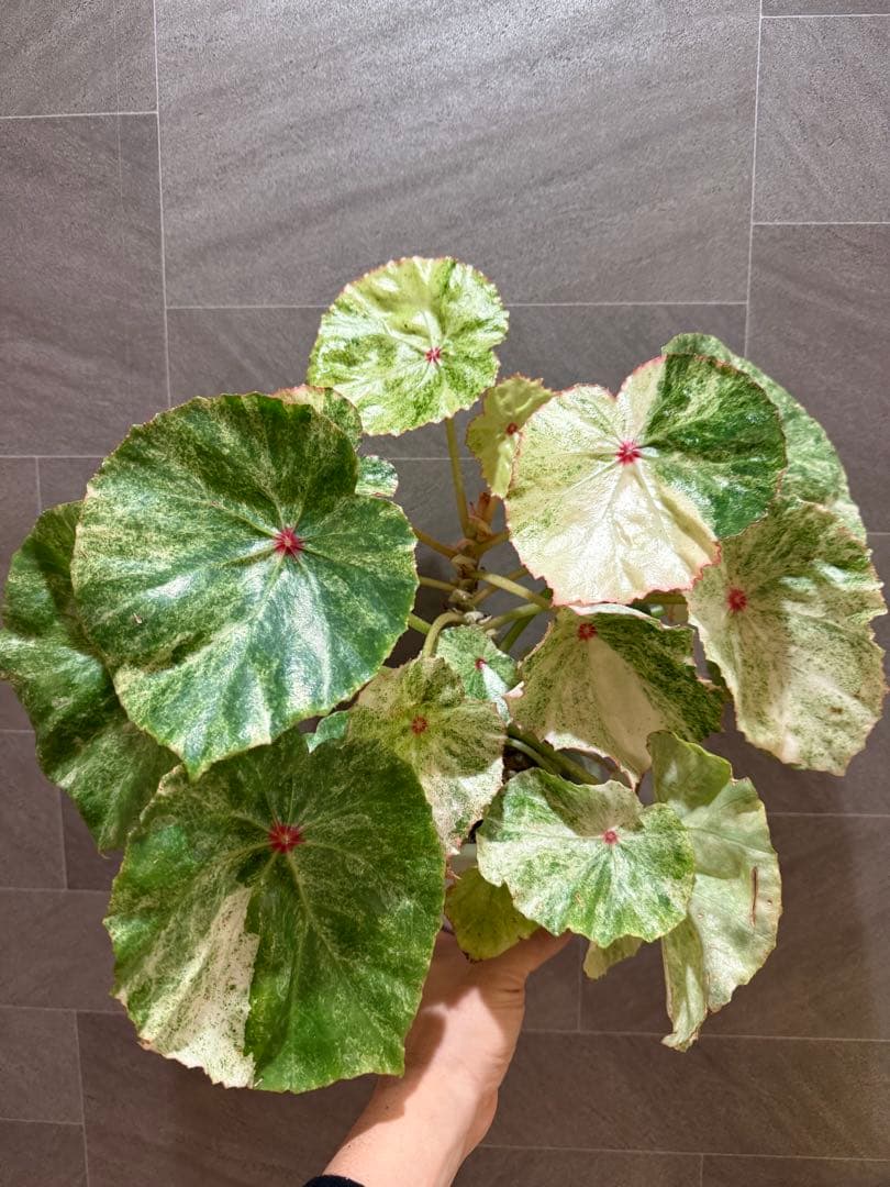 ベゴニア ルージュ バリエガータ