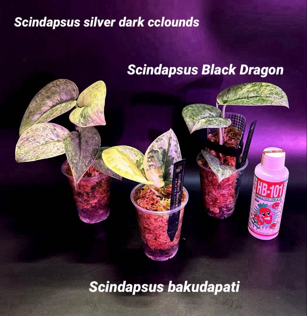 スキンダプサス　綺麗な斑入り　セット　F1