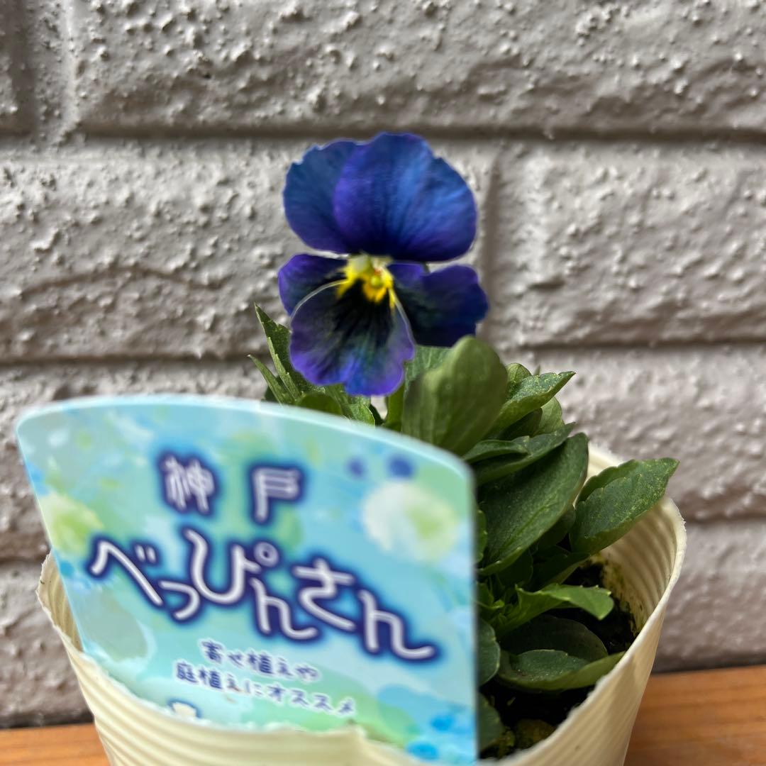 M*I様 神戸べっぴんさん 神戸の「べっぴんさん」集まれ！ | 神戸っ子