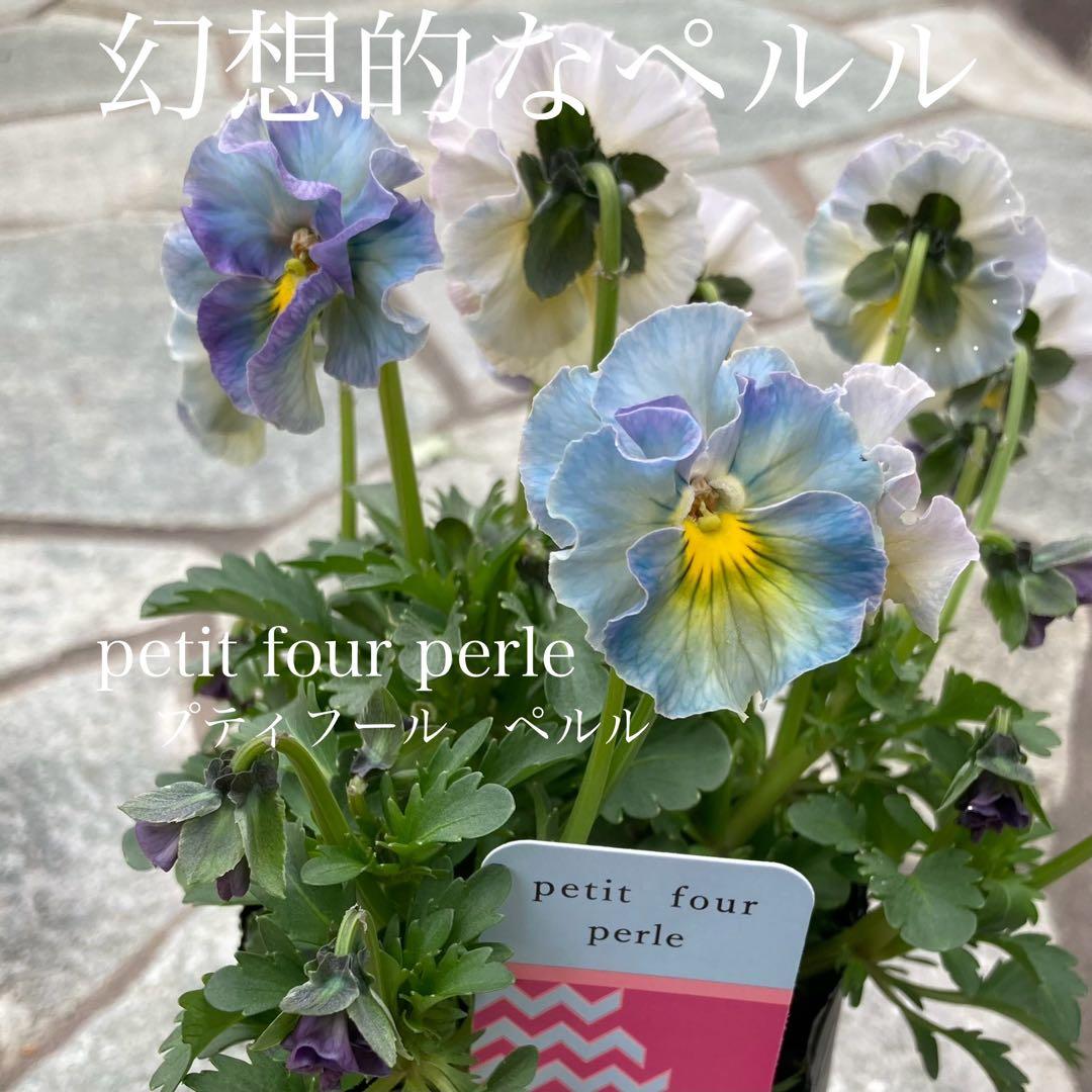 u*b様 プティフール　ビオラ　ハルグリン　送料込み ハルグリンさん】 ビオラ 『プティフール・ペルル 2番』 3寸POT