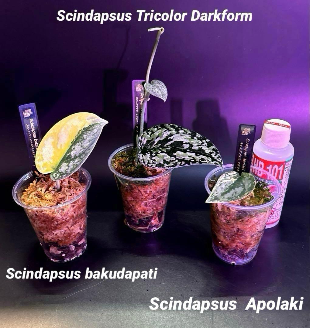 スキンダプサス　綺麗な　セットL2