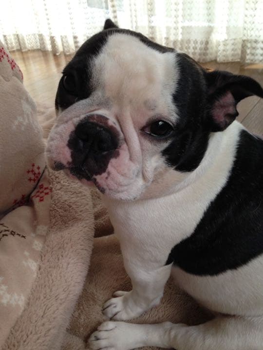 ワンコの写真 今日の写真たち。 #いぬ