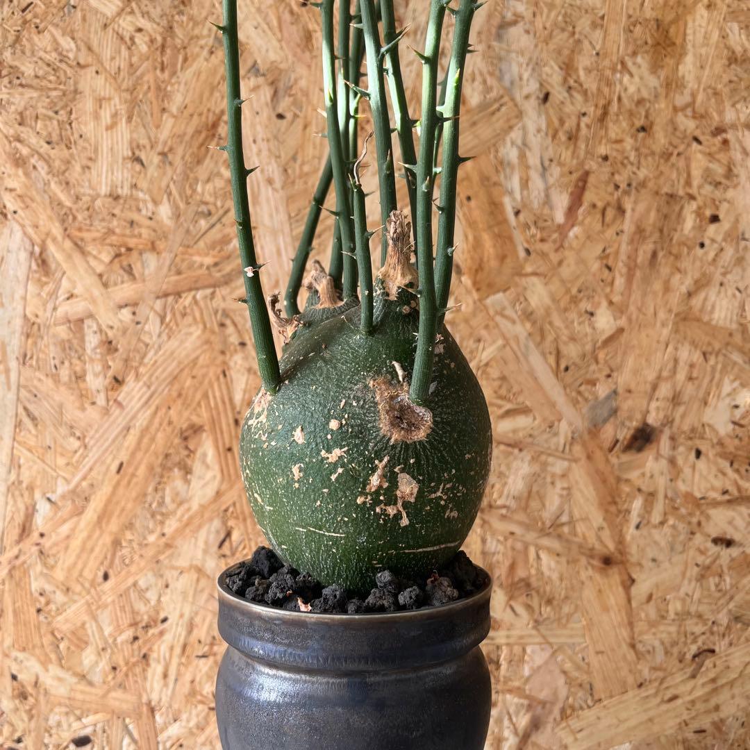 シ*ク様 現地球 アデニア プセウドグロボーサ Adenia pseudoglo