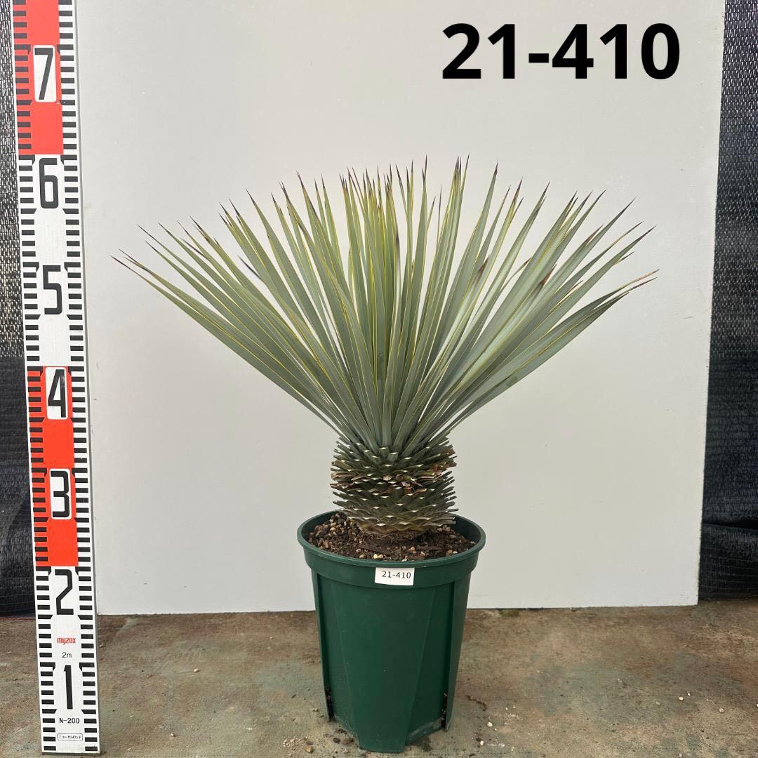 ユッカ　ロストラータ【21-410】美形　シルバーブルー