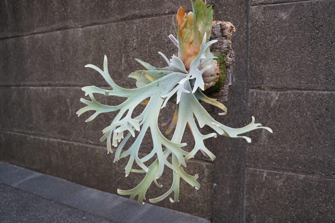 ビカクシダ P.willinckii \