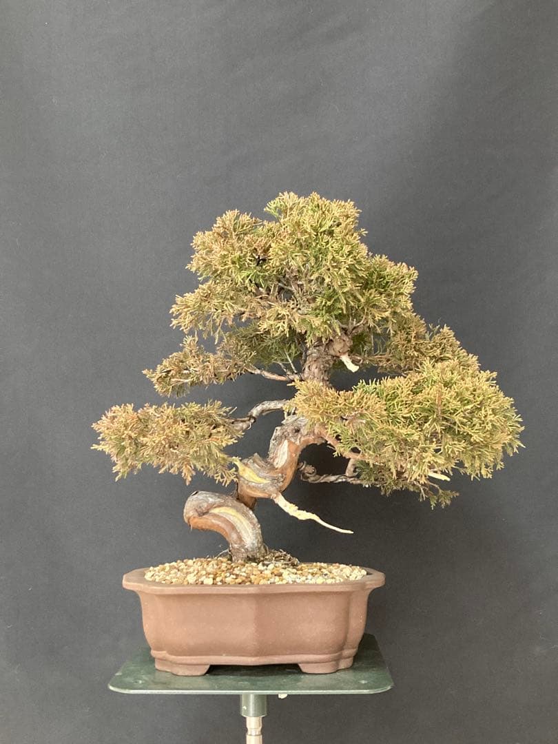 値下げ 早い者勝ち 画像追加 盆栽 中品 糸魚川 真柏