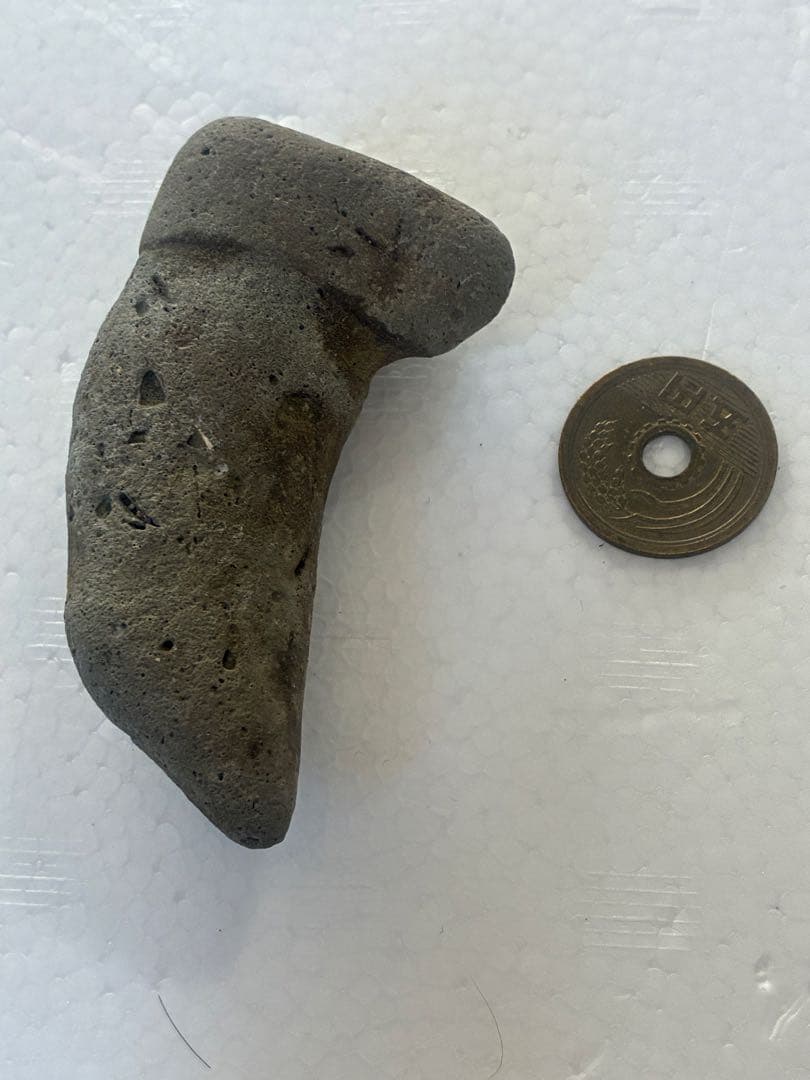 サメの歯　海岸で拾った　貝類や石灰質の付着物があります