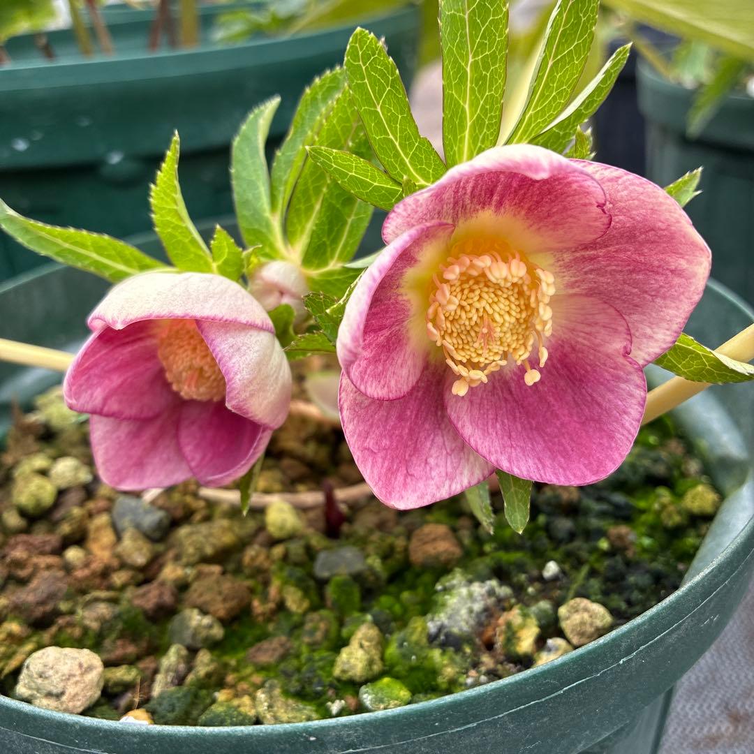 まいさんページ　ゴールド２鉢