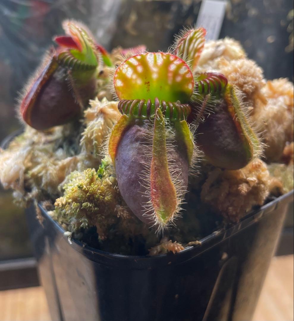 セファロタス・フォリキュラリス　「ハマーズジャイアント」CK 株分け苗