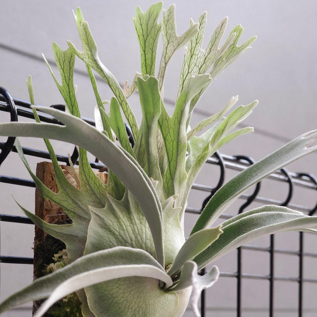 ︎︎︎︎☑︎ P.veitchii 'か' ビカクシダ 子株 veitchii wild - メルカリ