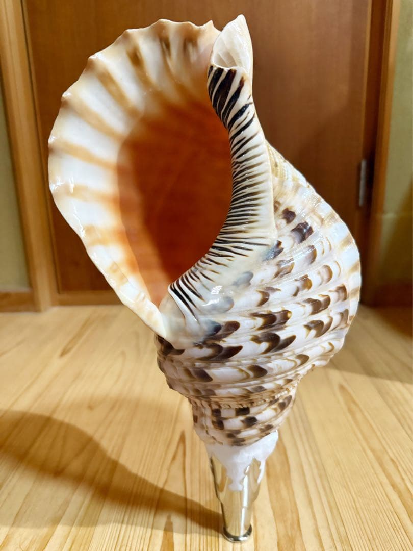 大型38.5㎝修験道法螺貝　山伏　密教　魔除け　熊よけ❣️ほら貝　ホラガイ