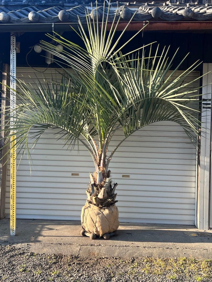 ココスヤシ　極太シルバーリーフ　ヤシの木　カルフォルニアスタイル　送料込み価格 ココスヤシ 超極太株 カルフォルニアスタイル 高さ約2メール 送料込み