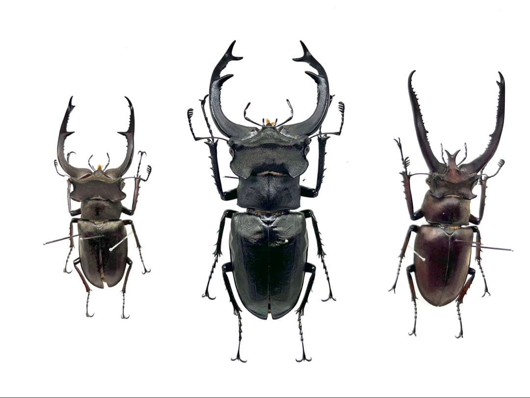 ユダイクス、プラネット、クラーツ　ミヤマクワガタ3種　標本 ユダイクス、プラネット、クラーツ ミヤマクワガタ3種 標本