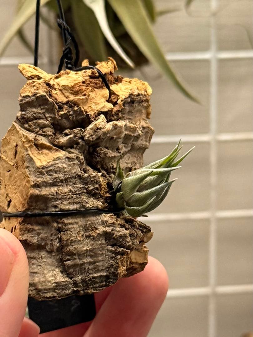 Tillandsia kautskyi (たゆみま由来)