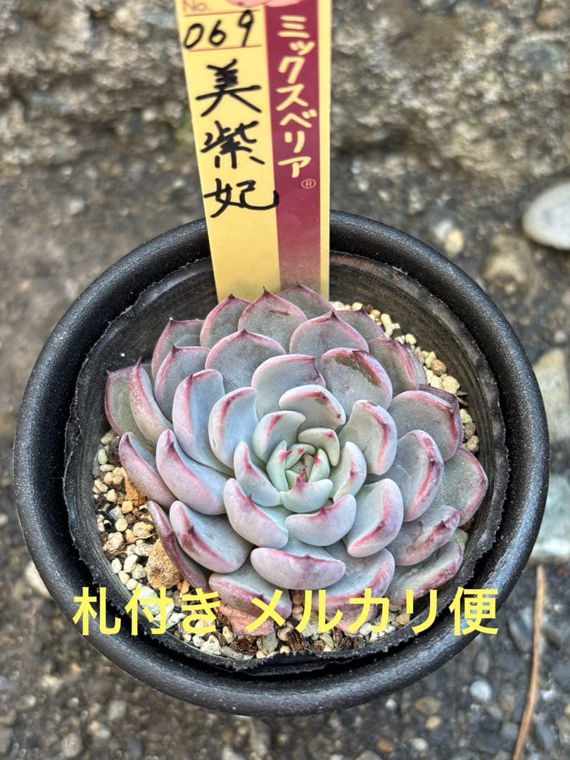 超希少 おらいさん苗 ミックスベリア 美紫妃 札付き 極上株 多肉植物⑤ 選抜株命名記録。 命名 「 美紫妃 」 読み:うつくしき #美紫妃。 #2020