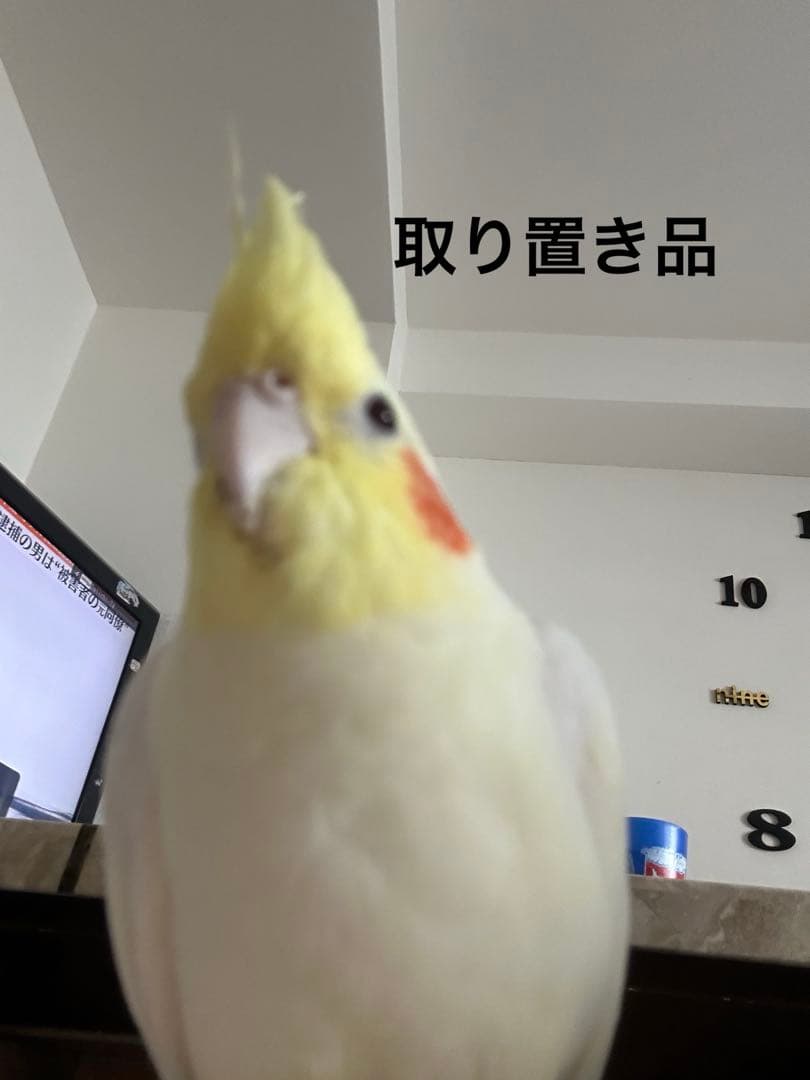 取置き品 TOSHIBA（東芝） 44073666 冷蔵庫 用の 製氷用 給水タンクセット