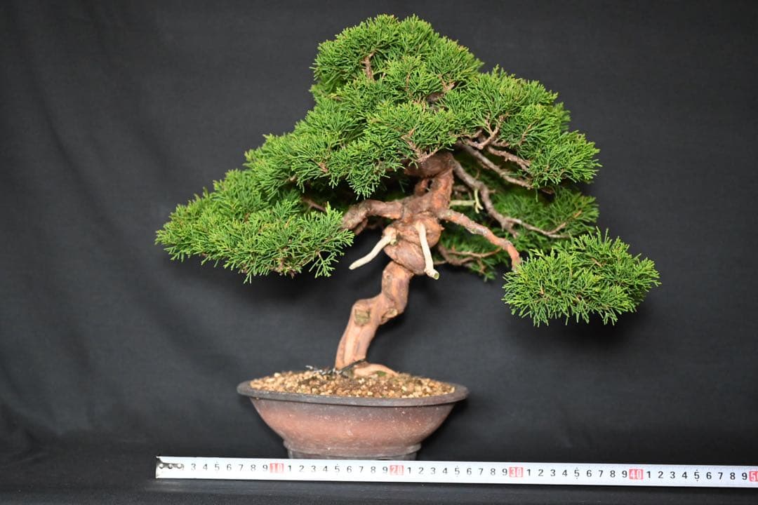 武*典様 糸魚川真柏　盆栽 糸魚川真柏