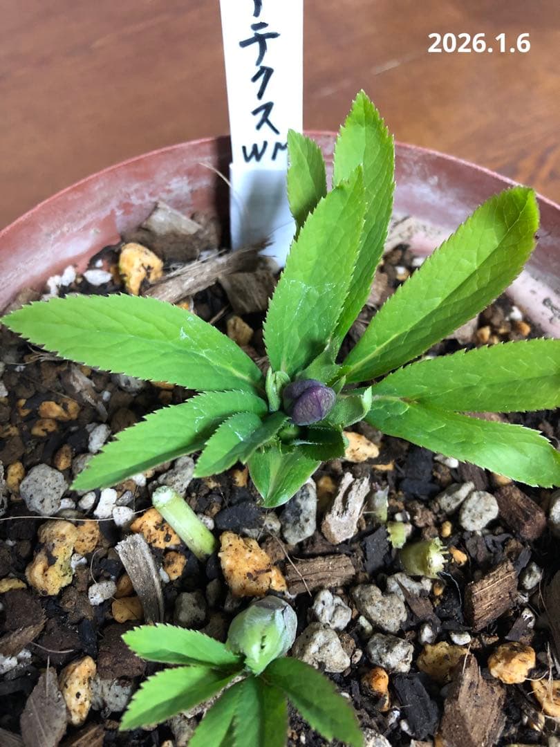 クリスマスローズ　クロアチクス　原種