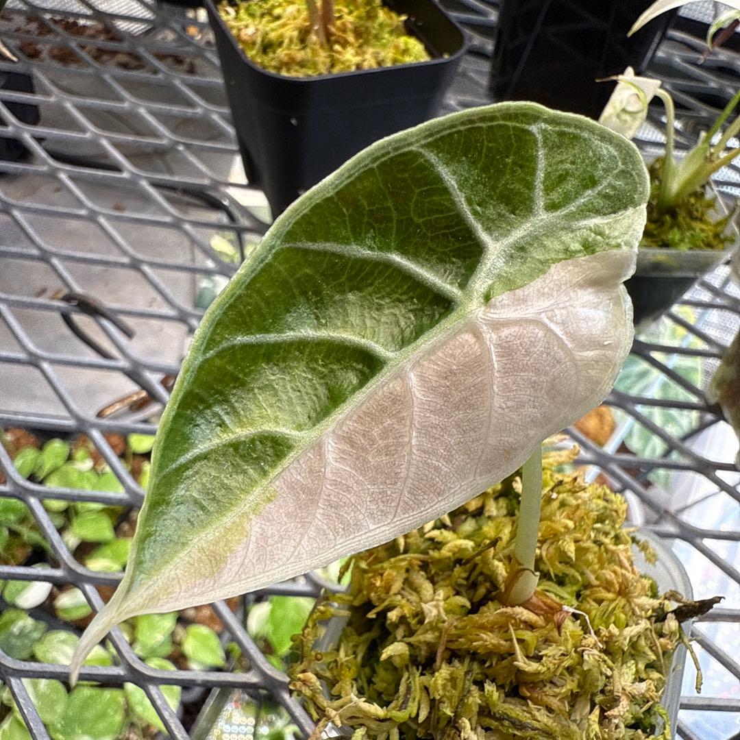 (*@様 選抜株 アロカシア ワトソニアナピンク