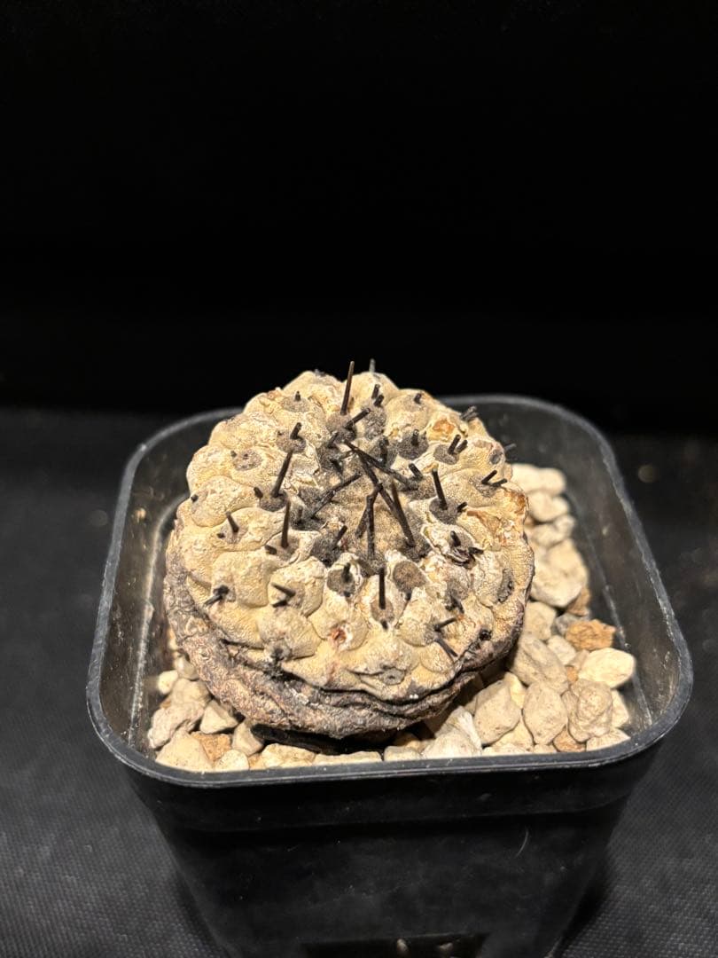 発根済み 孤竜丸 コピアポア シネレア コルムナアルバ copiapoa