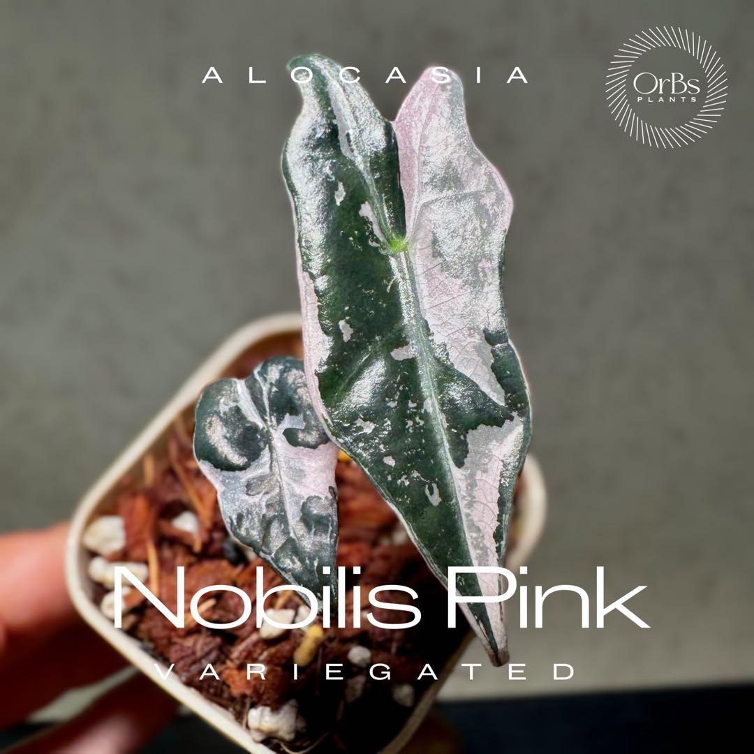 最終価格【芋から育成】アロカシア ノビリス ピンク斑入り 良斑 ※鉢のまま発送