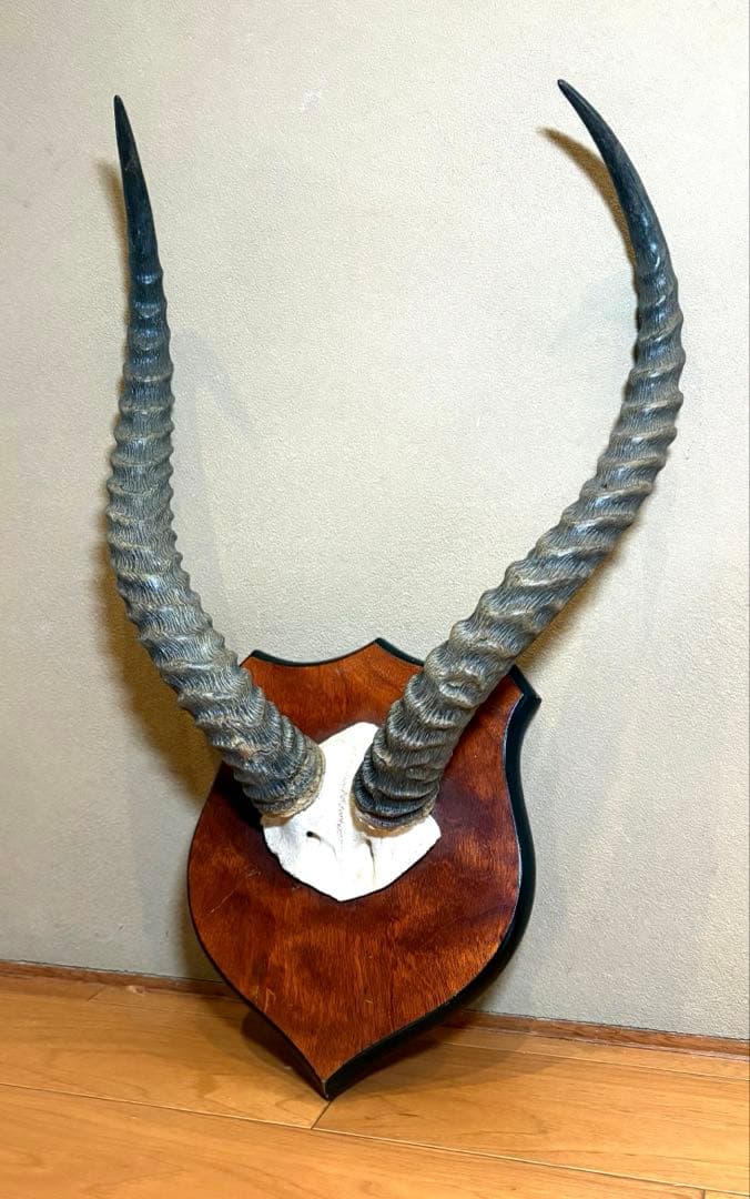 KOB（コブ）角 ハンティングトロフィー アフリカ 剥製 インテリア アート