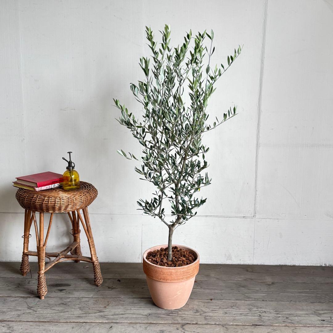 オリーブの木　イタリア製　テラコッタ植木　エルグレコ　H120