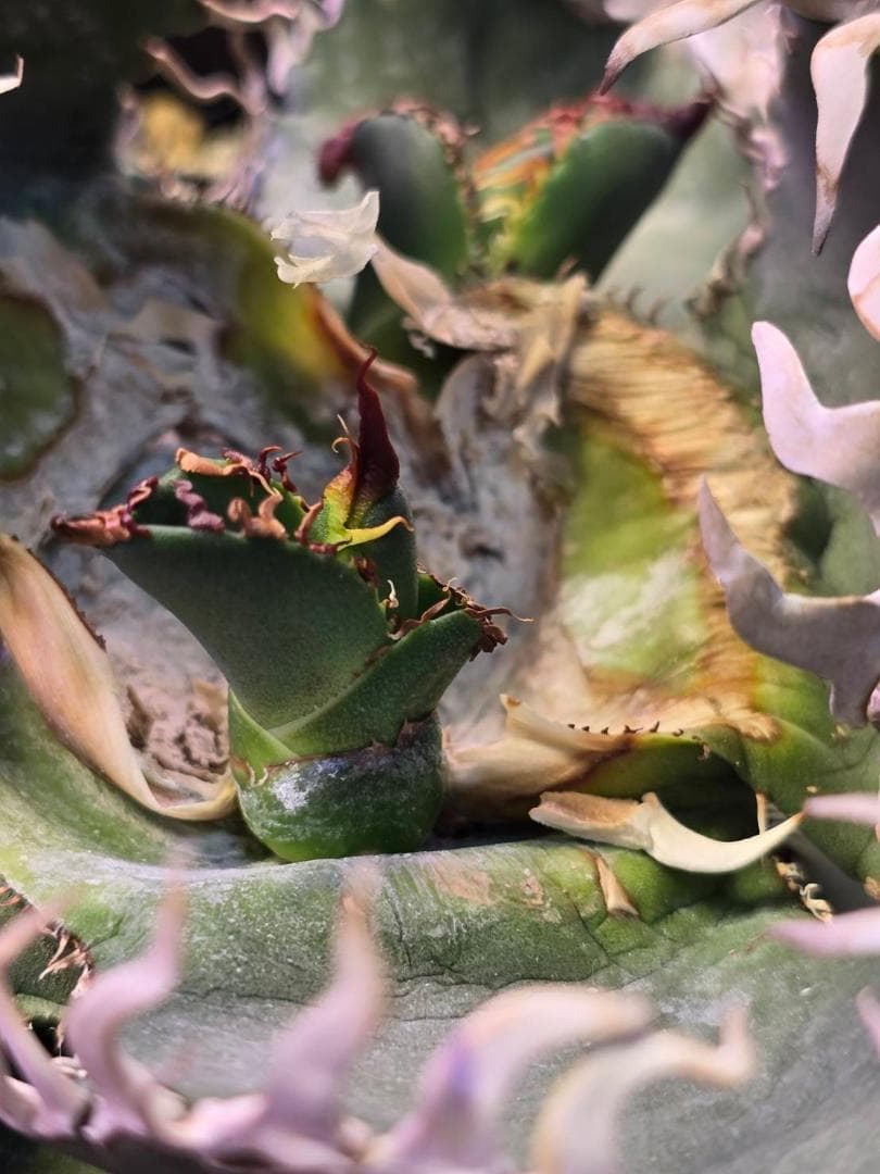 アガベ 中国ゴジラ 龍球会 天芽