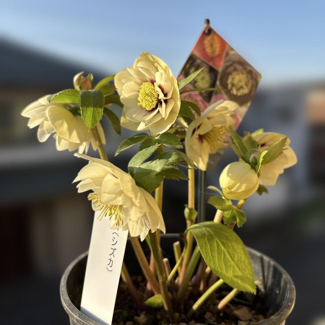 まい様ご依頼品 ちょびっツ ちぃ 1/6 完成品フィギュア 豪華版[MAGI ARTS]【送料無料