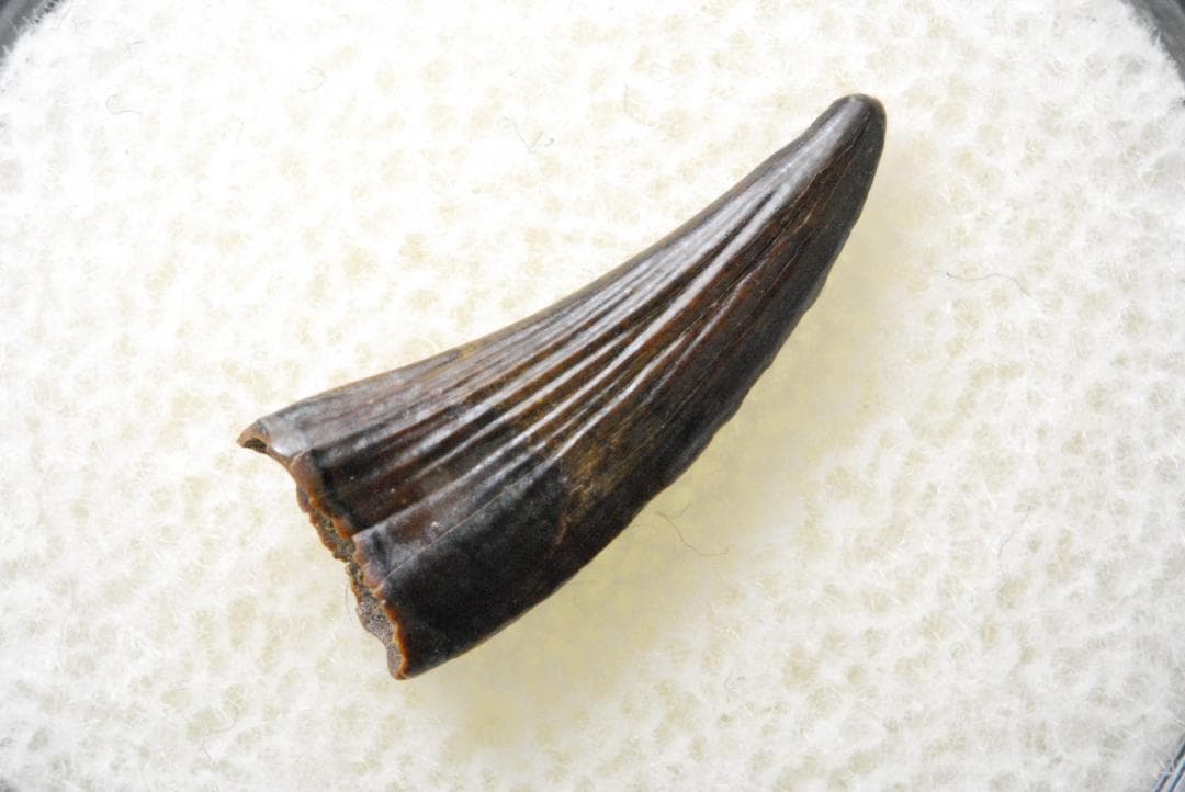 パロニコドンの歯 [DS400] 恐竜の化石 希少 レア パロニコドン - Wikipedia