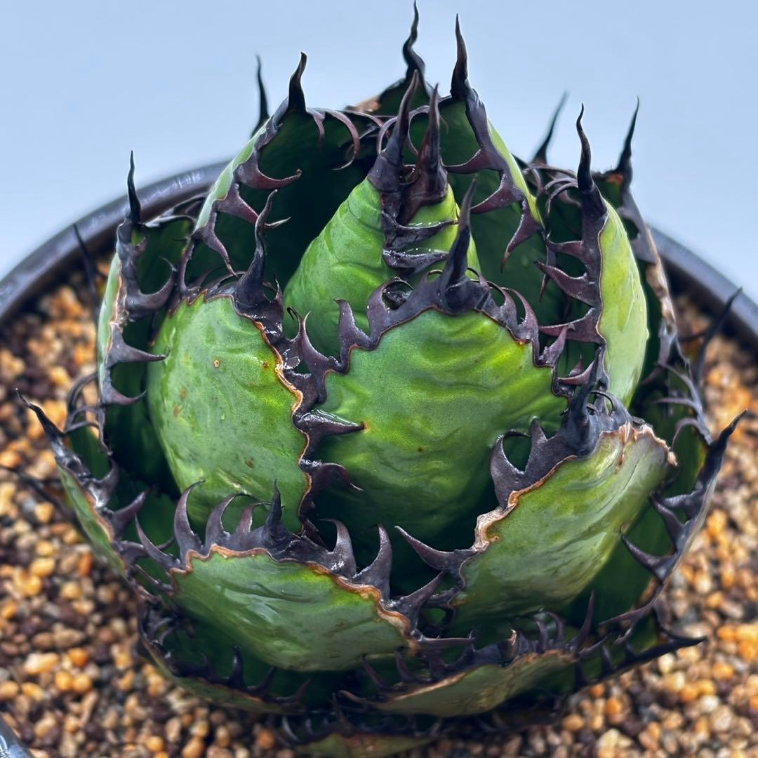 鳥*郎様 【龍門アガベ　ホリダ “horrida” 】極上強棘/狂刺/激レア/水