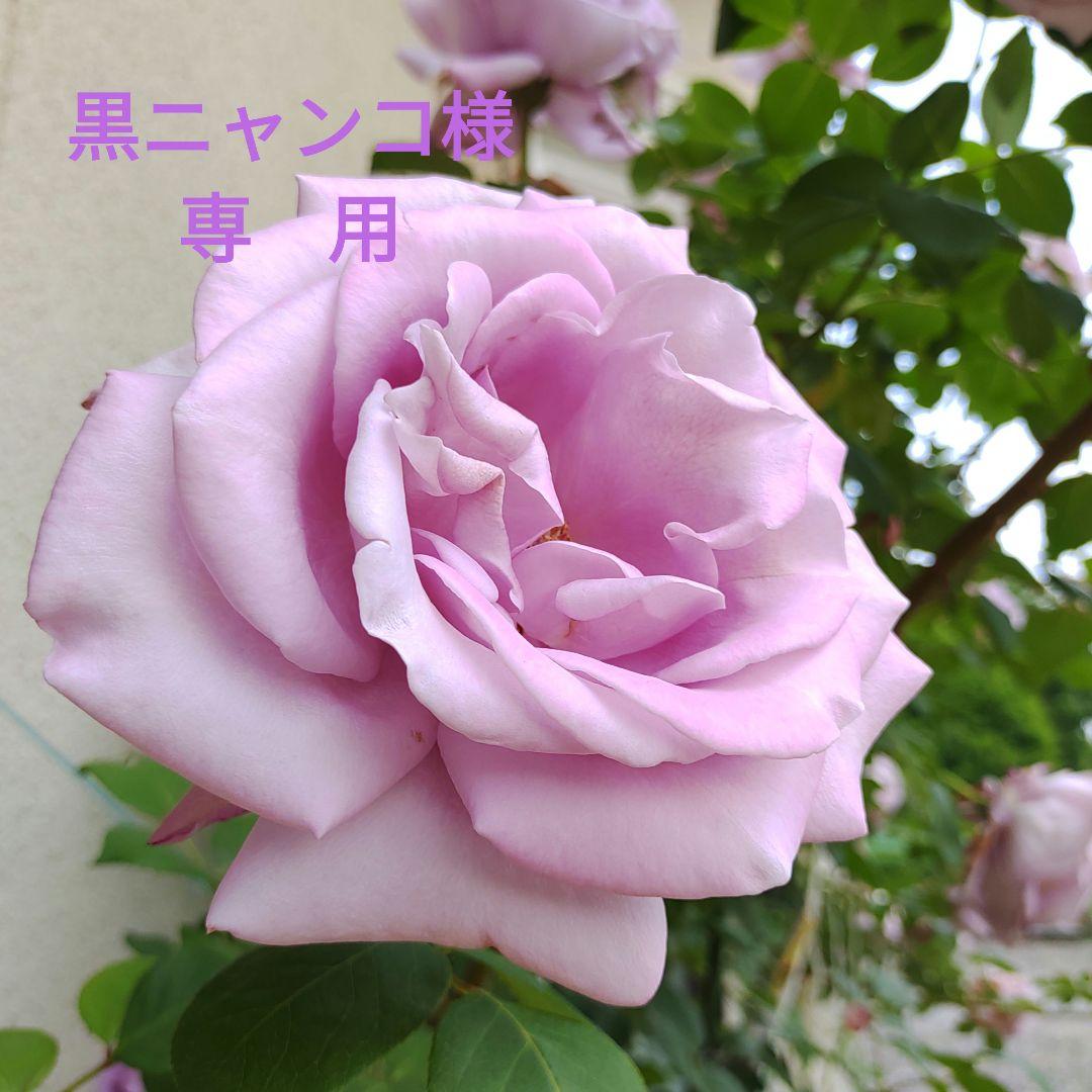 専　用ページ　　黒ニャンコ様