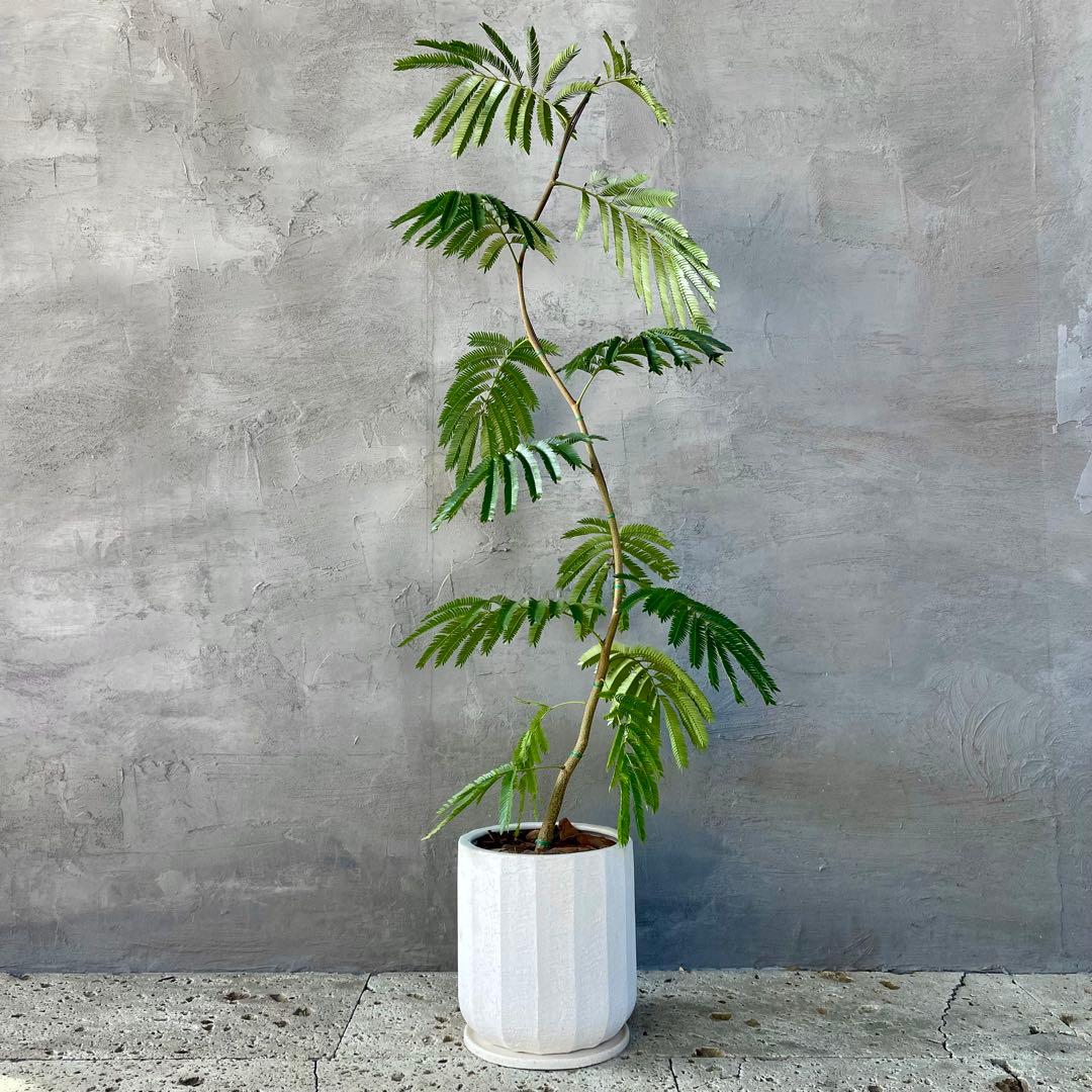 大型　エバーフレッシュ　曲がり　陶器鉢　植え込み発送