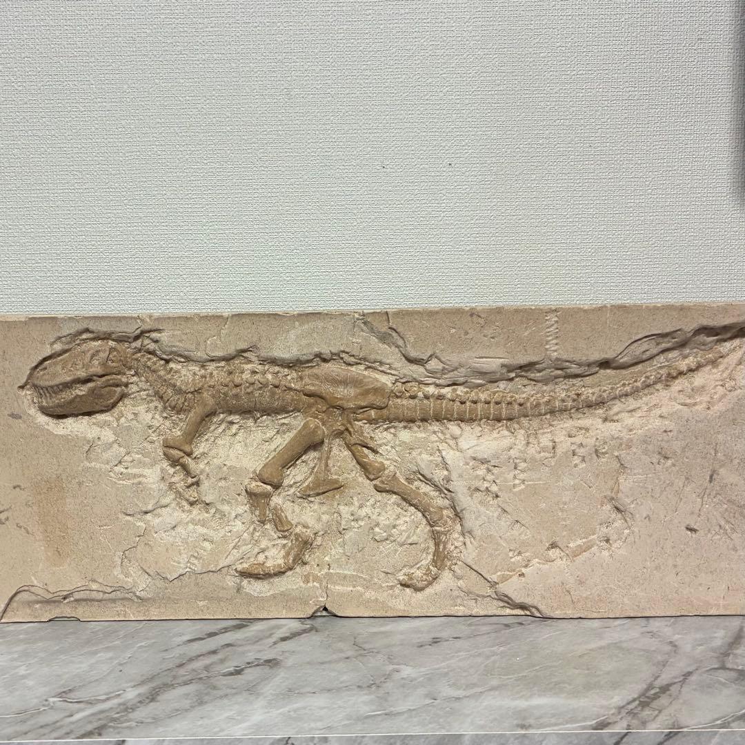 恐竜化石 レプリカ 縦43cm 横16.5cm 恐竜 化石 骨 インテリア アクアリウム オブジェ 化石標本 置物